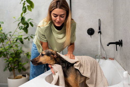 Why Regular Pet Grooming Is Essential for Your Pet's Health