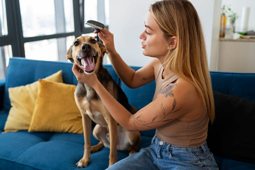 Happy Pets Begin with Healthy Skin