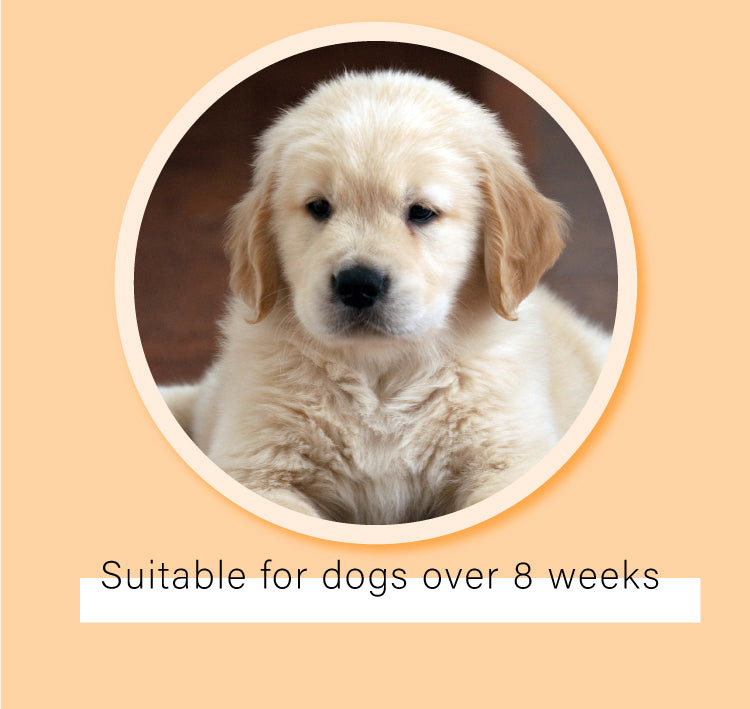 Pet Potty Training Spray